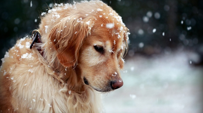 dog, snow, golden retrievers, animals
