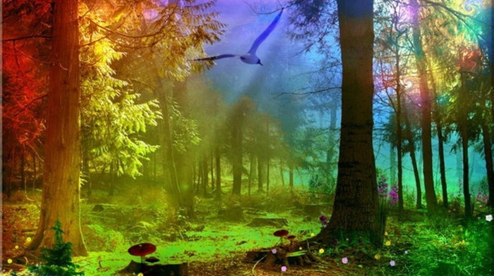stunner, forest, light