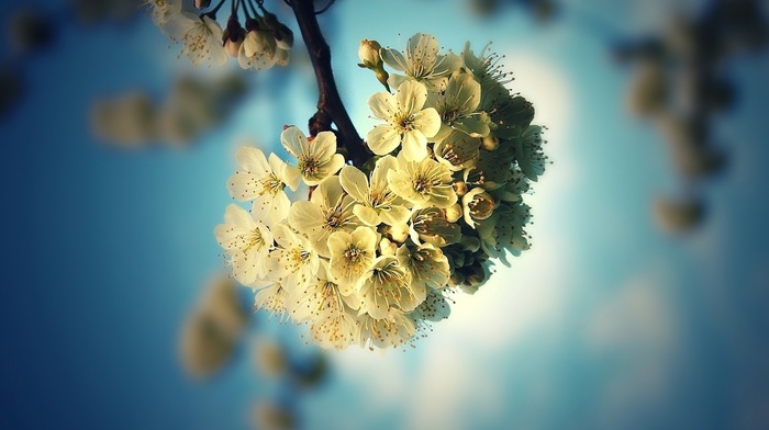 flowers, tree, background, spring