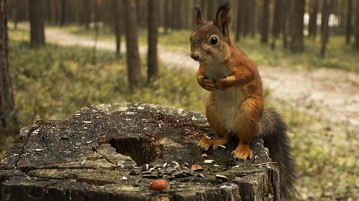 photo, trees, background, animals, nature