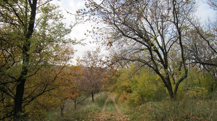 nature