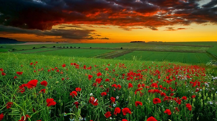 field, sunset, flowers, beautiful, stunner