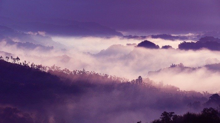 mist, landscape, trees