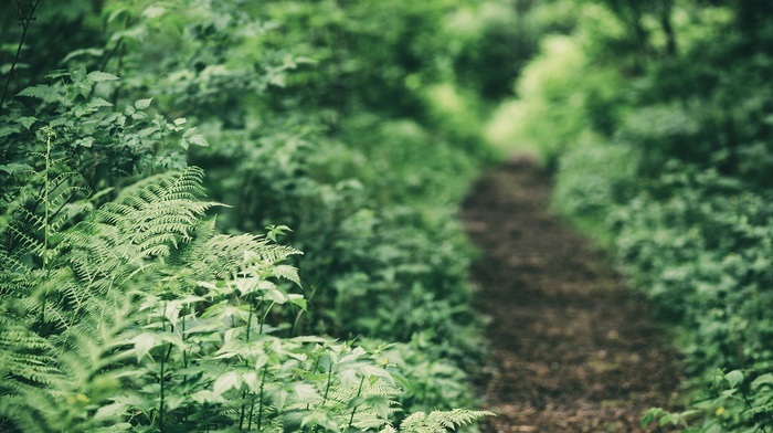path, nature, depth of field, ferns, forest