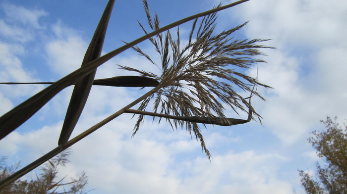 nature, sky