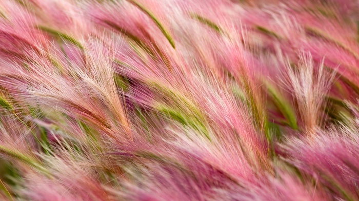 field, flowers