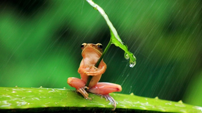 pink, rain, frog, green, nature, animals