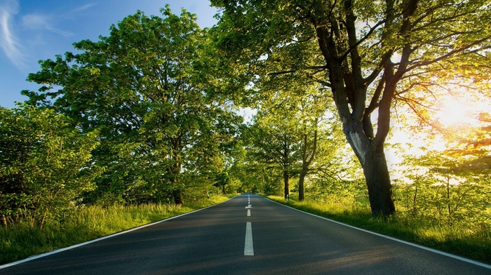 nature, road, Sun, beauty, greenery, trees, twigs, summer, positive