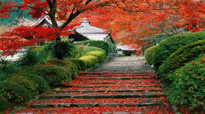 leaves, landscape, fall, stairs, Japan, cherry trees