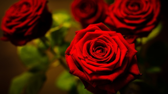 macro, roses, flowers, red, photo