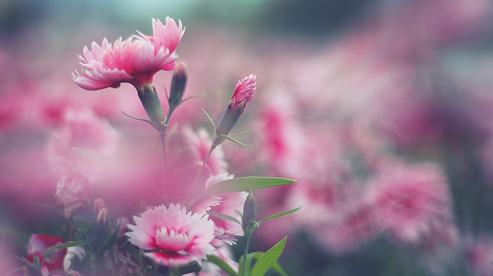 pink flowers, nature, flowers