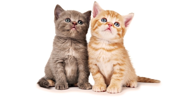animals