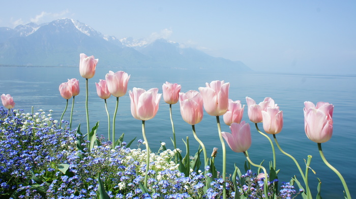 sky, lake, flowers, spring, tulips, mountain