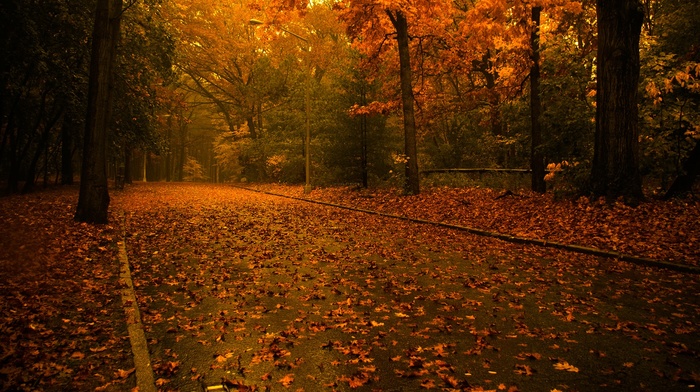 road, leaves, nature