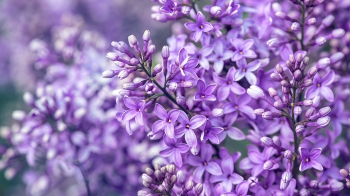 macro, flowers