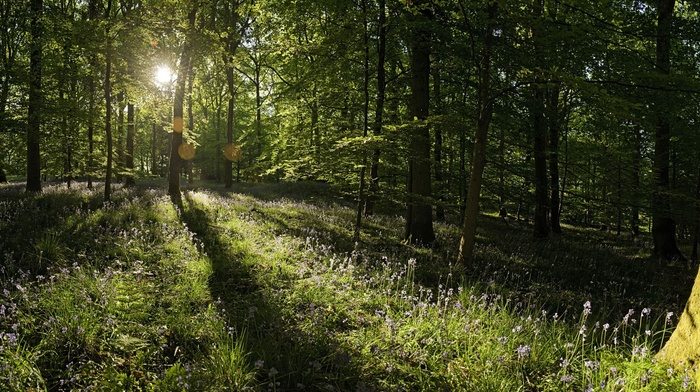 forest