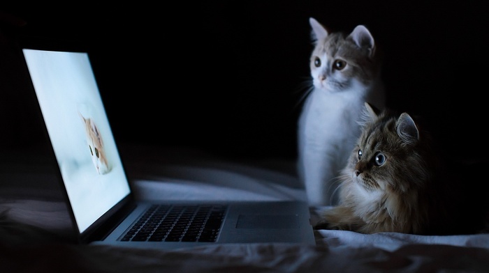 bed, cat, laptop