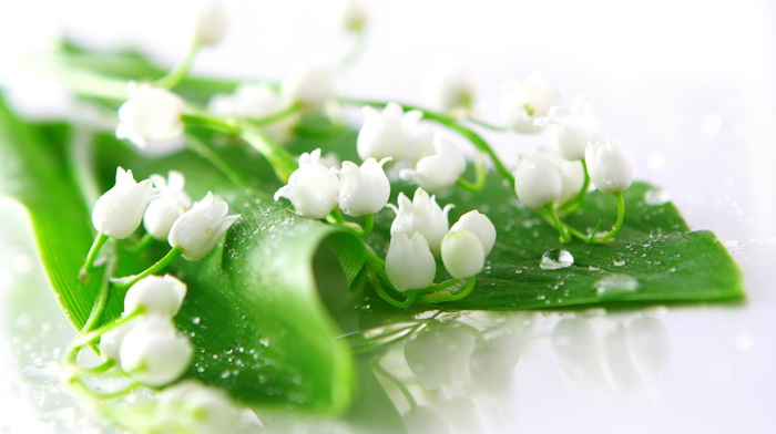 white, flowers