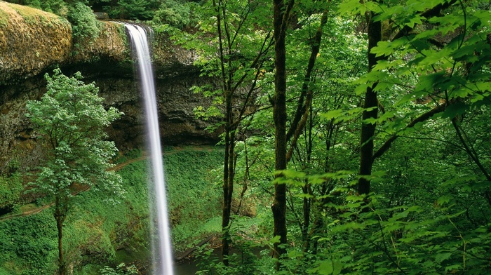 trees, waterfall