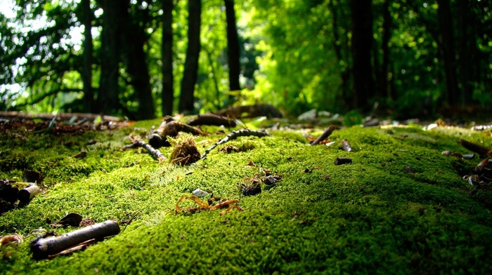 moss, nature