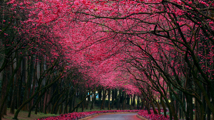 road, flowers, spring, trees, sakura, park, pink