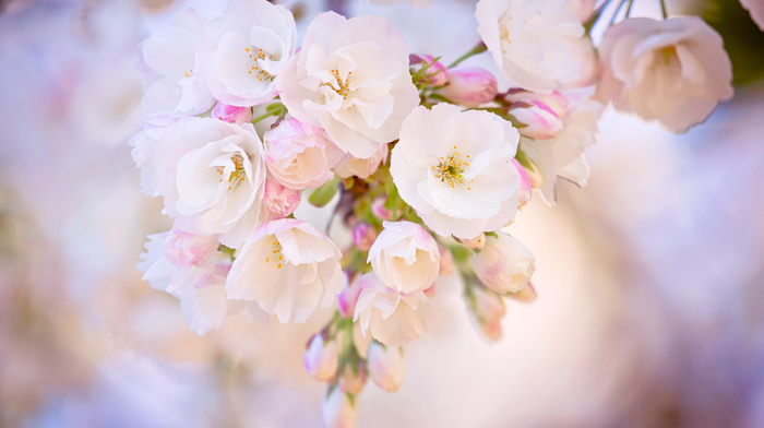 flowers, white background, spring, macro, sakura, branch, beautiful