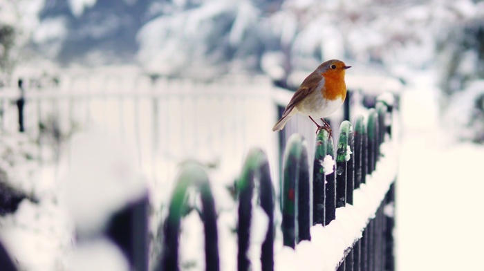 winter, robins, depth of field, cold, birds, snow