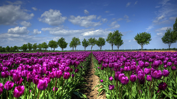 spring, tulips, trees, sky, clouds, nature, field