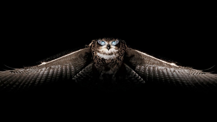 owl