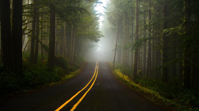 road, forest, dark