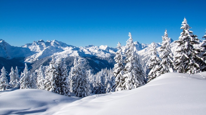 forest, snow, landscape, mountain