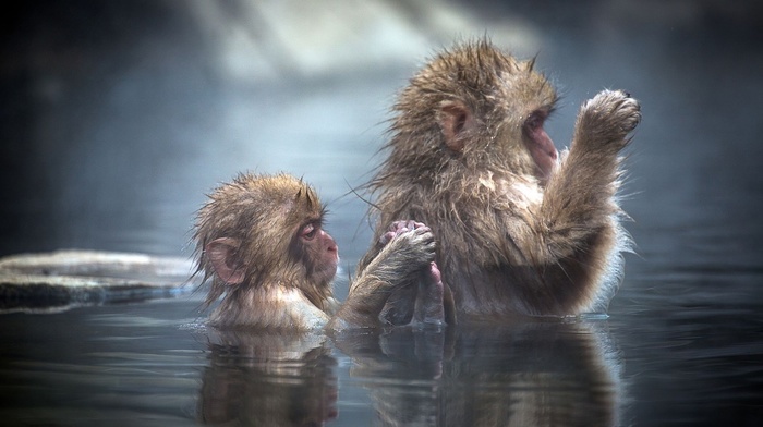 beauty, couple, water, animals, Japan