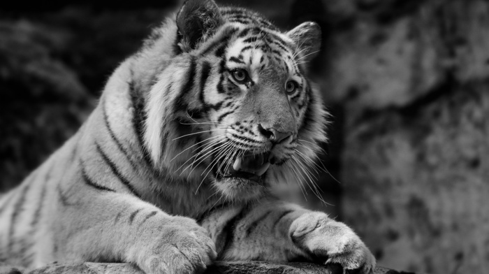 tiger, white background, black, predator, animals