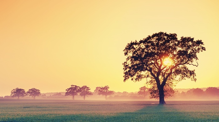 nature, sunlight, landscape, trees