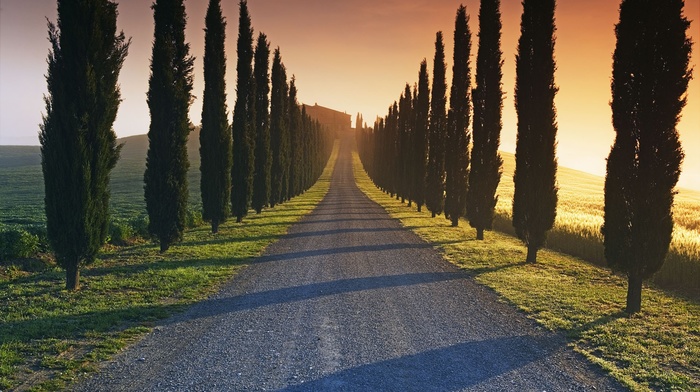 trees, landscape, sunlight, road