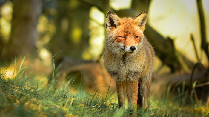 background, trees, forest, fox, nature, macro, animals