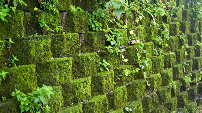 green, stone, leaves, wall, nature, moss