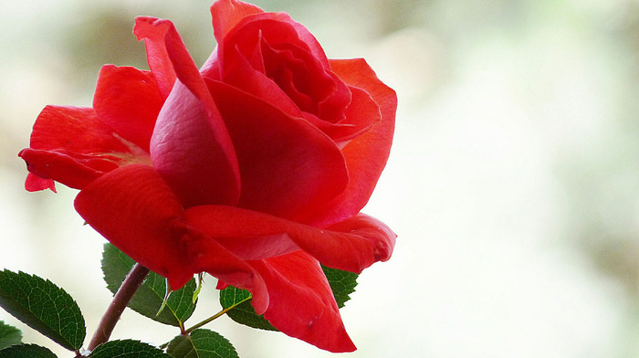 flowers, rose, flower, white background, red