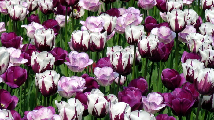white, tulips, flowers