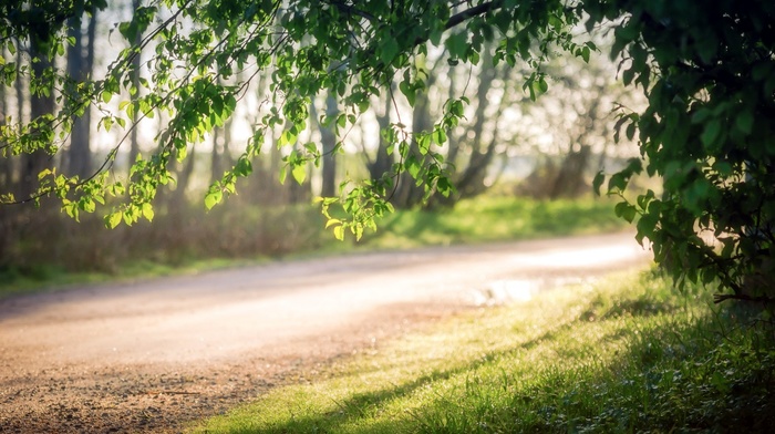 branch, grass, nature, sunlight, road, depth of field, forest, trees