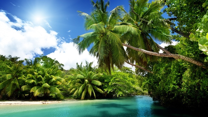 sand, beach, palm trees