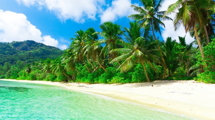 beach, palm trees, sand