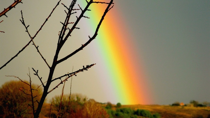 twigs, rainbow, sky, nature, cloudy, rain