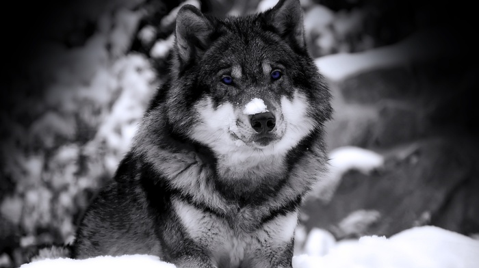 wolf