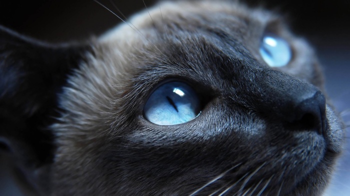 blue eyes, cat