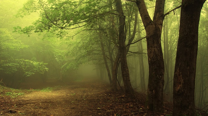 forest, trees
