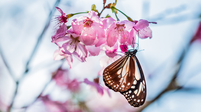 spring, nature, flowers, branch, macro, butterfly