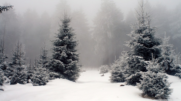 landscape, snow, nature, forest