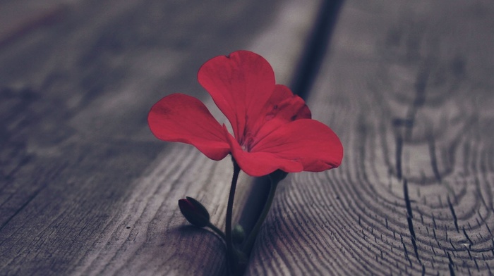 flowers, macro, red flowers, wooden surface