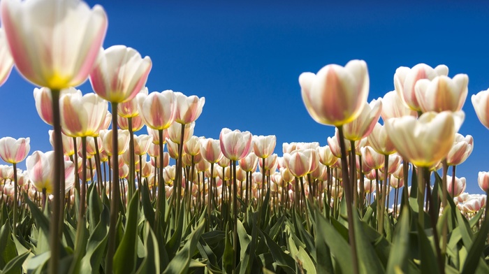 tulips, sky, nature, flowers